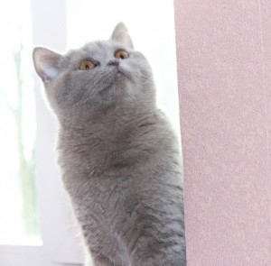 Британская кошка лилового окраса - Bella Elite British. Фото британец лиловый из  элитного питомника Elite British